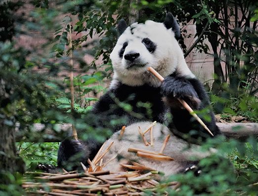 China-Osos-panda