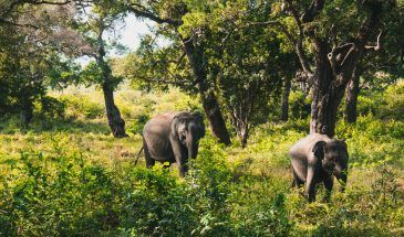 yala-national-park-srilanka